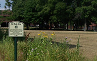 no mow zone sign near wildflowers on college campus